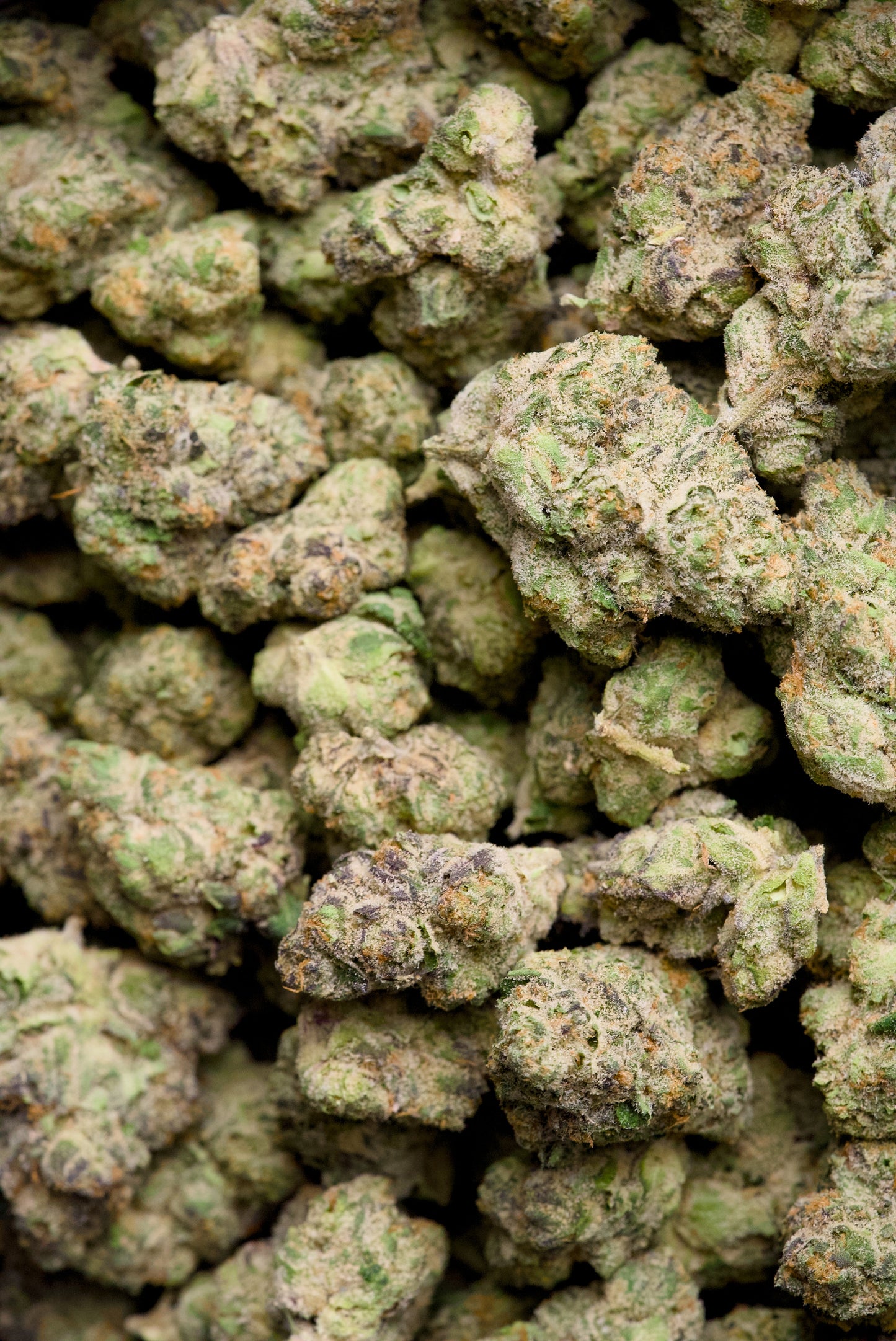 Lantana Texaco – 1 Gram Top Shelf Hemp Flower