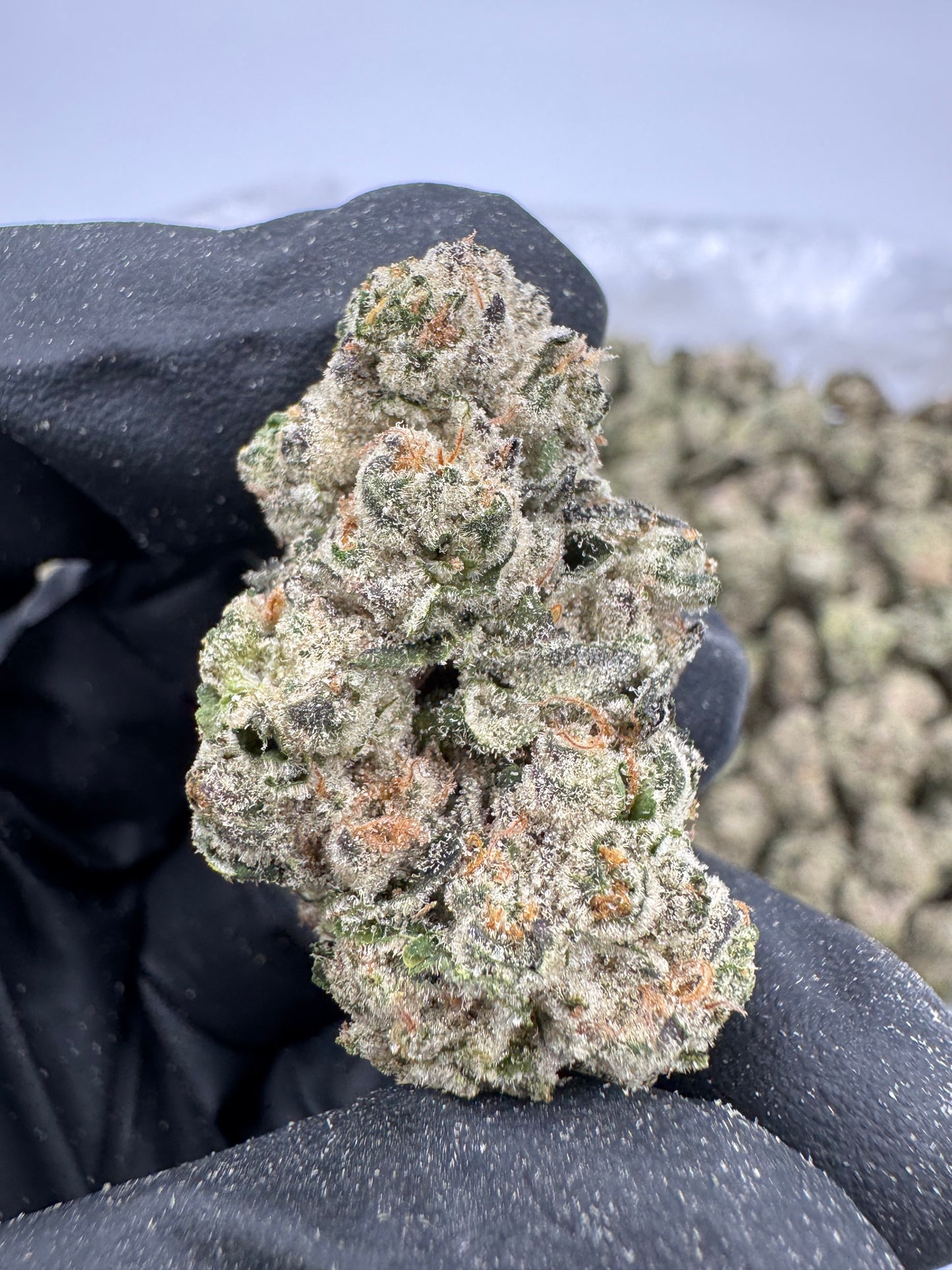 Lantana Texaco – 3.5 Gram Top Shelf Hemp Flower
